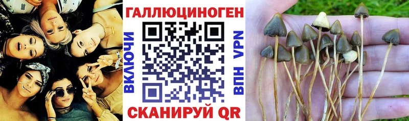 Псилоцибиновые грибы мухоморы  Купить  Алзамай 